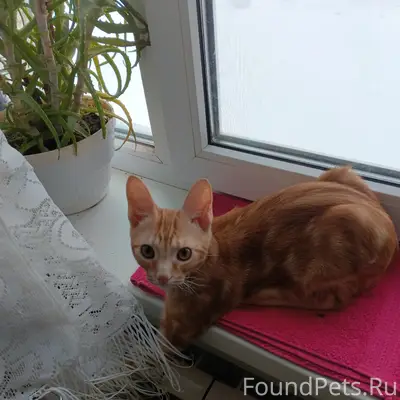 Пропал рыжий кот Тишка, деревня Савинская