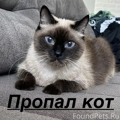 Пропал сиамский кот Мася, ул. Маяковского 42
