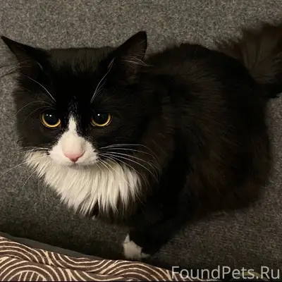 Пропал кот Кузя