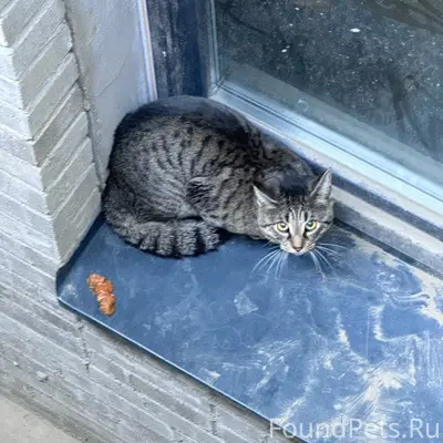Найден крупный котик, Гаражный проезд