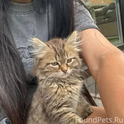 Найден котёнок, перекресток Школьная и пер. Свободы