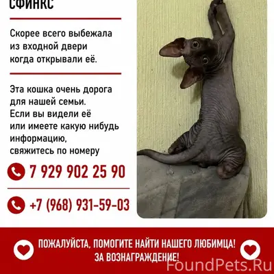 Пропала кошка, Останкинский район
