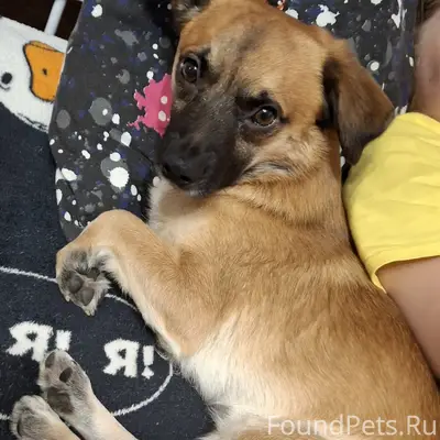 Пропал пес Малыш