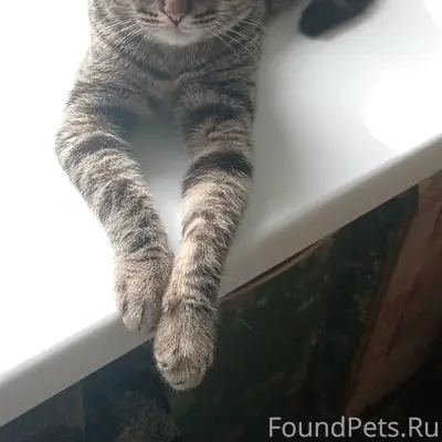 Пропала вислоухая кошка, Поповская