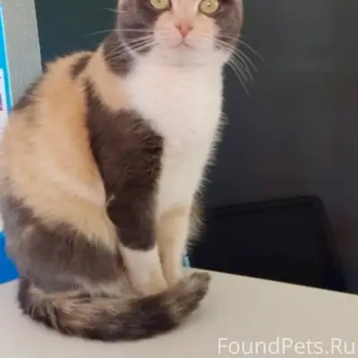 Пропала кошка, район Черемушки