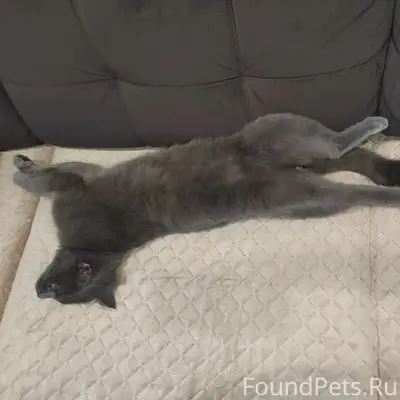 Найден кот, Тюменский район