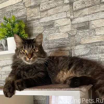 Пропал длинношёрстный кот Кореш, Шадринск