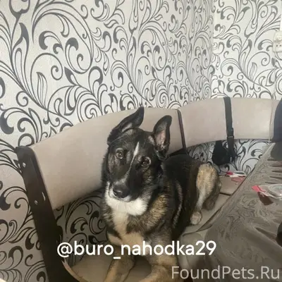 Пропал кобель Грей, Варавино (Папанина)