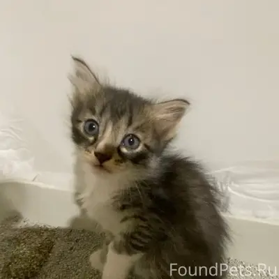 Найдены котята в Мулымье, можно забрать в Урай