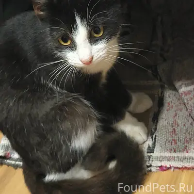 Найден котёнок, улица Чудовская