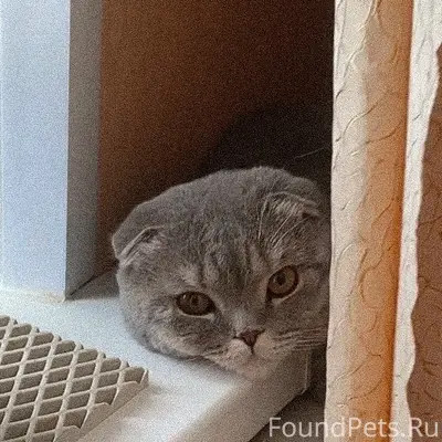 Найден кот, Шуя, улица Строителей