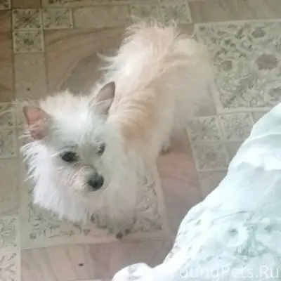 Пропала собака Сима, район ДРСУ