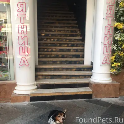Пропал пёс охотничьей породы, Пушкинская 2а