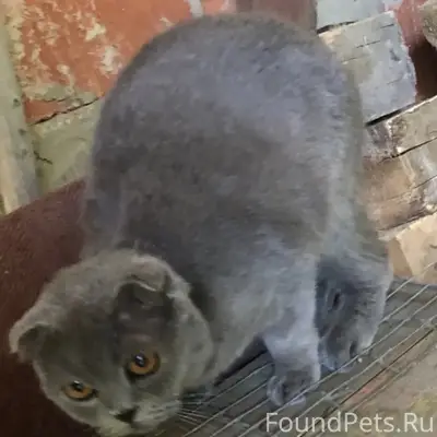 Вислоухий серый котик