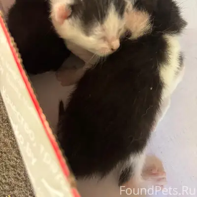 Найдены котята, улица Олимпийская