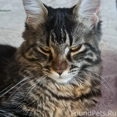 Пропала кошка, [место не указано]