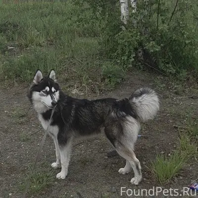 Пропала собака Аляска, район Белого Яра
