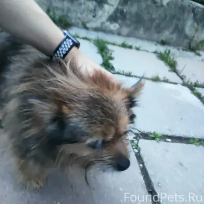 Пропала собака, 51-й мкр., г. Обнинск