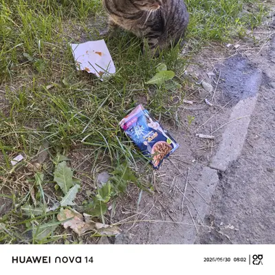 Найден кот, Коломна