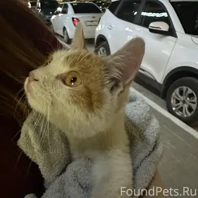 Найден котёнок, Глинищево