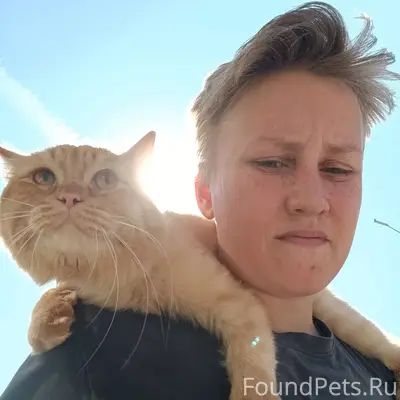 Пропал кот, район Назымской