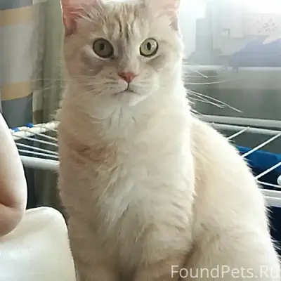 Пропала кошка Багира, ул. Новоженова