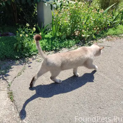 Найден кот. Подстрижен с кисточкой на хвосте!