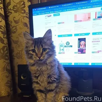 Пропала кошка Маруся, Петрозаводск