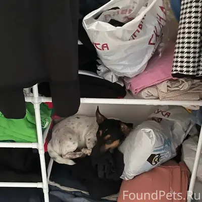 Пропала собака Джордан, район Московского