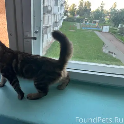 Пропал котёнок, Селецкое