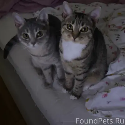 Пропала серая кошка Яся