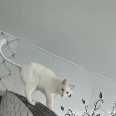 Пропал кот, чисто белый, разные глаза