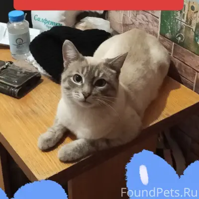 Пропал кот Леон, Ленина 38
