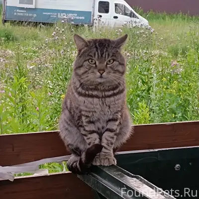 Найден кот, Хохряки