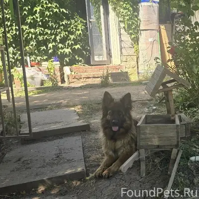 Пропали собаки Зена и Лиза, вознаграждение