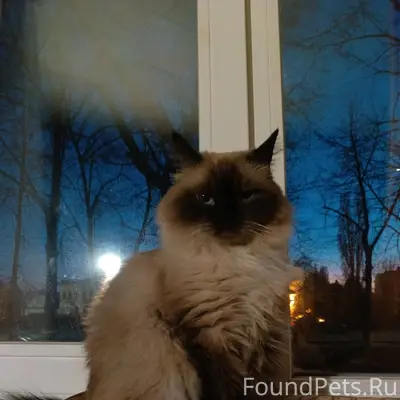 Пропала породистая кошка Сима, центр