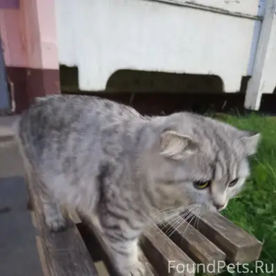 Найдена вислоухая кошка, Ленинский проспект