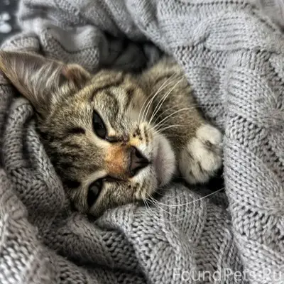 Найден котёнок, Тимофеевка