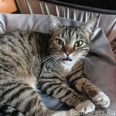 Найдена кошка, ближнее куйбышево