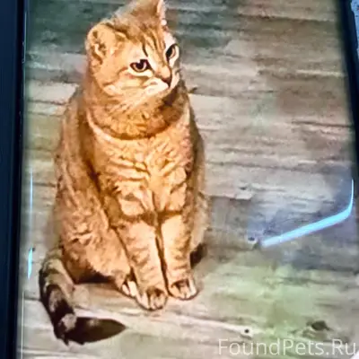 Пропала кошка Моника, д. Купуй