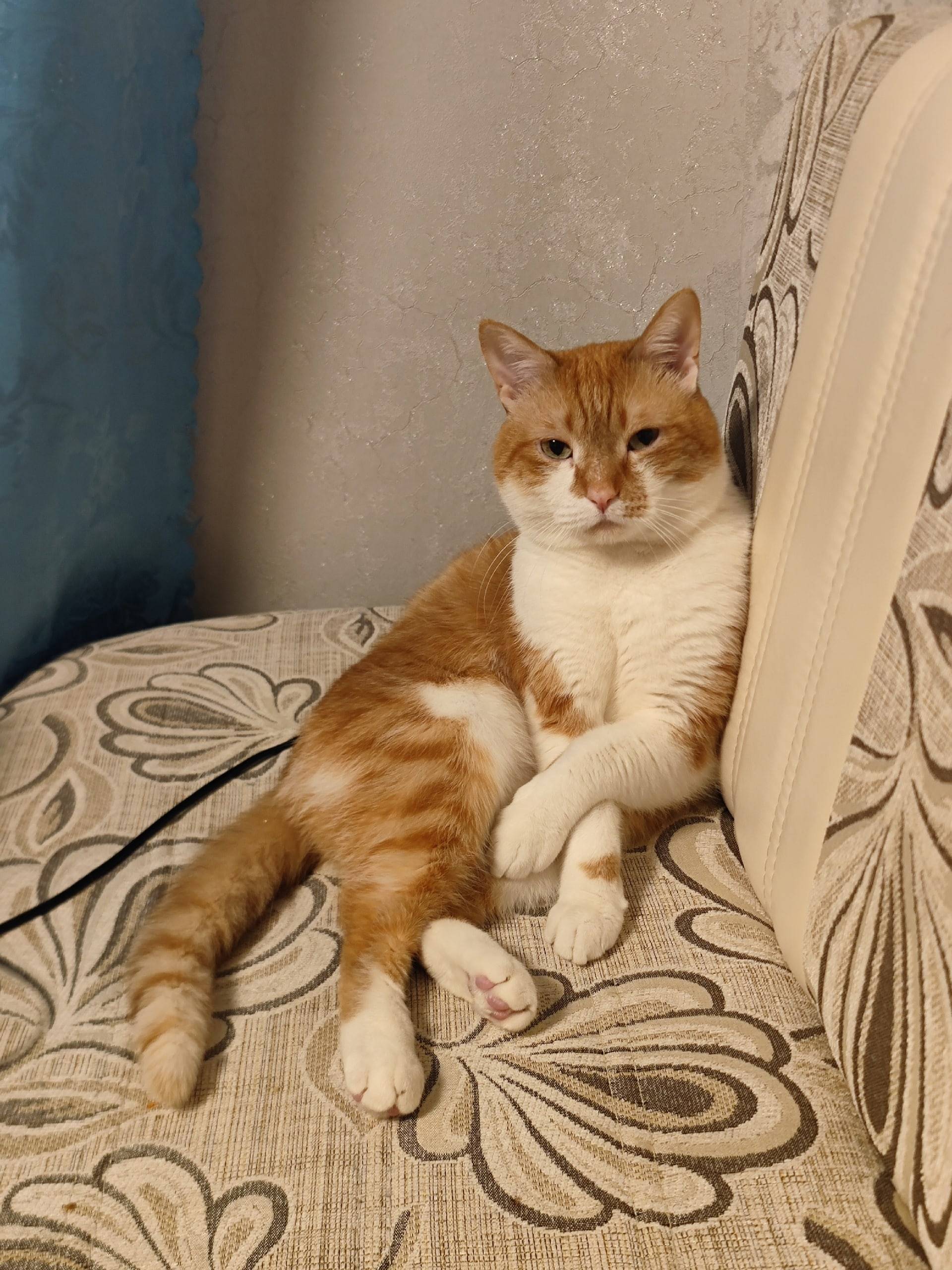 Пропал кот Барсик, 2 микр, д.1/3