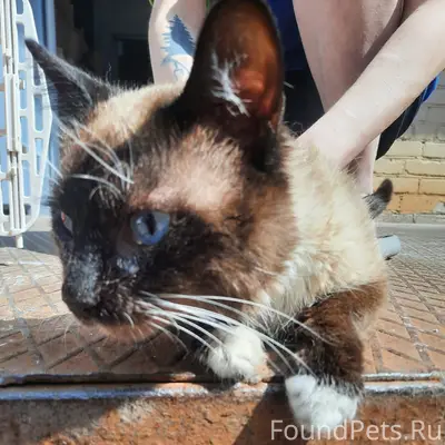 Найден кот, район автовокзала