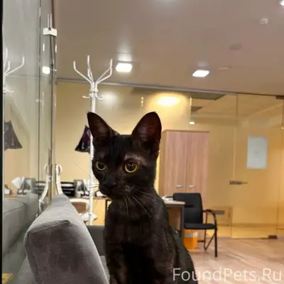 Найден кот, Ижевск, район Италмаса