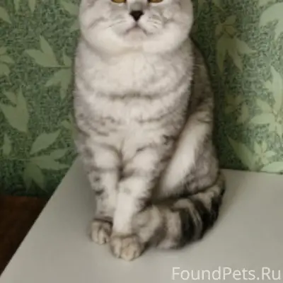 Пропал кот Сайлос, Гомзово