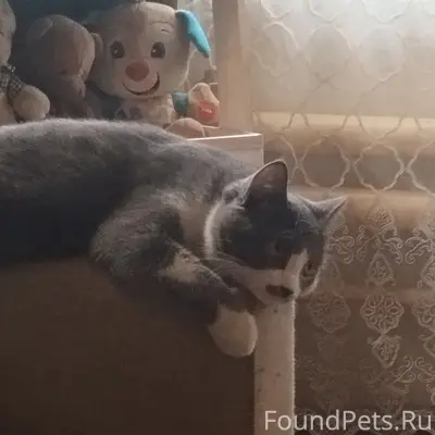 Пропал кот, Красная горка