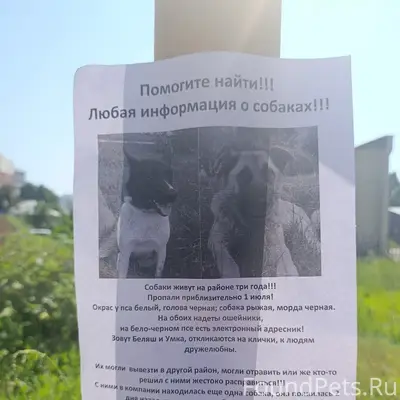Пропали собаки, чипированные, 2 просека, Самара