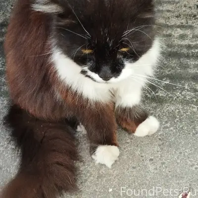 Найдена кошка, [нет данных о месте]