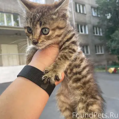 Найден котёнок, возле Соборной, 6