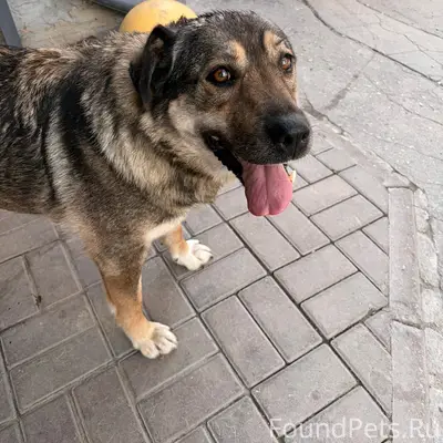 Найден пёс, Первомайский проспект