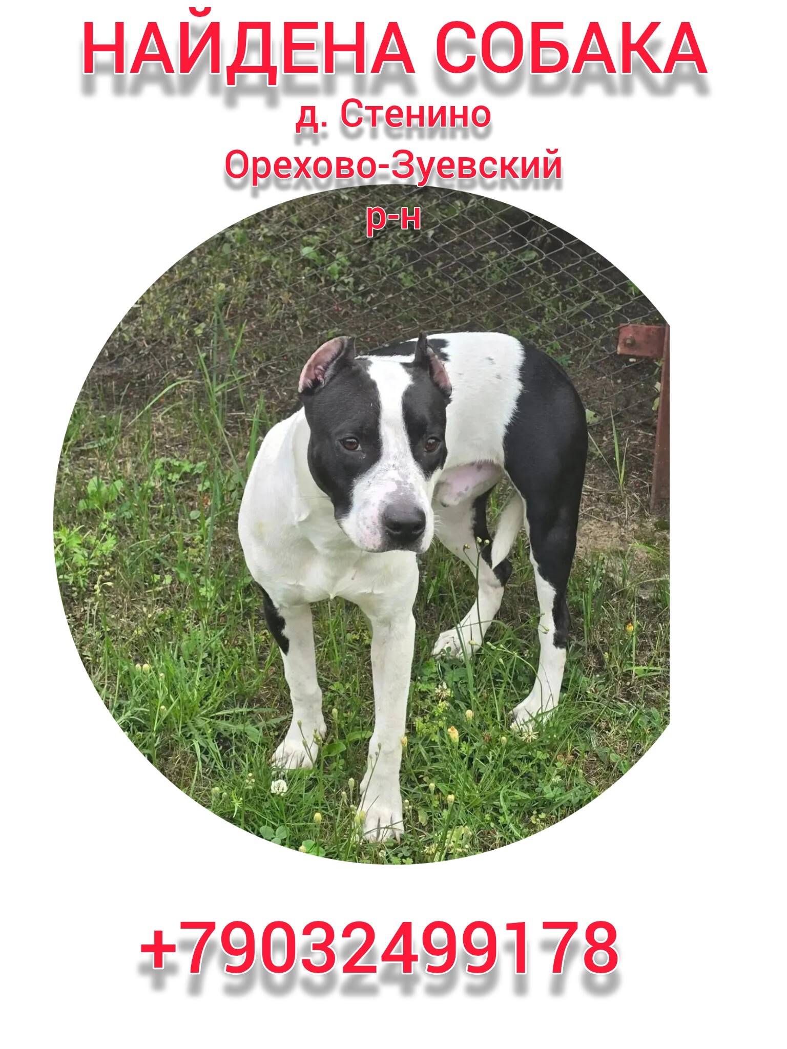 Найден кобель, Орехово-Зуевский р-н
